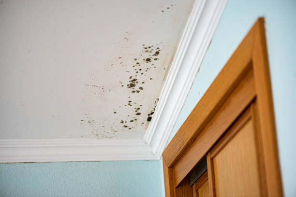 Best Post-Flood Mold Remediation in Endicott, NY